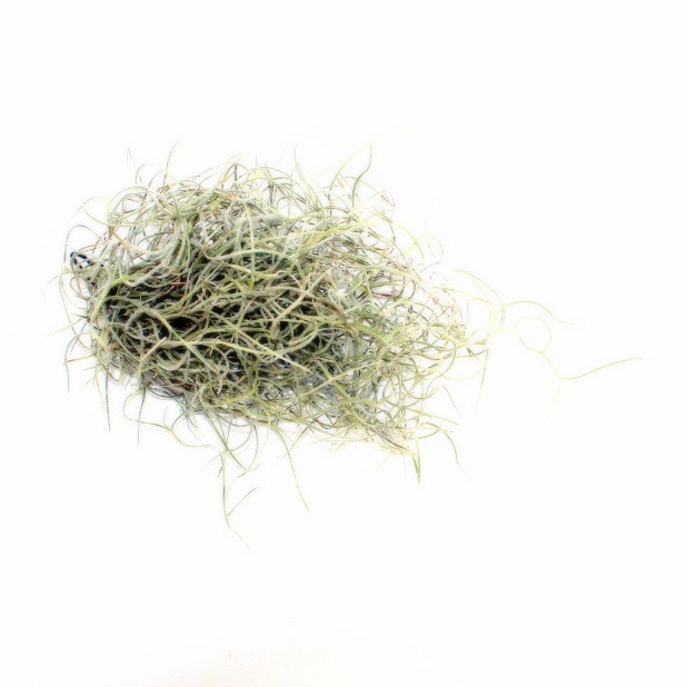 tillandsia usenoides fiatal szakall bromelia telep kozismert neven szakallka a marczika kerteszettol